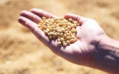 Sembrá Evolución: un nuevo modelo que está transformando la comercialización de semillas en el agro argentino