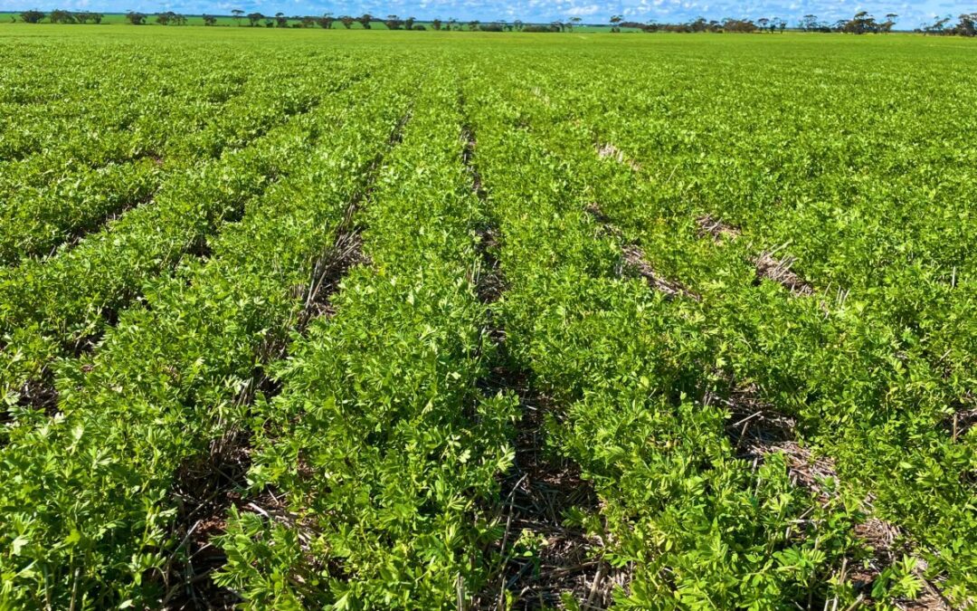 Australian chickpea, lentil exports drops in June
