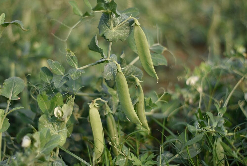 Import rules boost India pea crop
