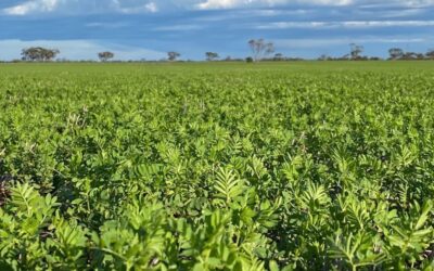 Australia exports 44,962t chickpeas, 105,112t lentils in July