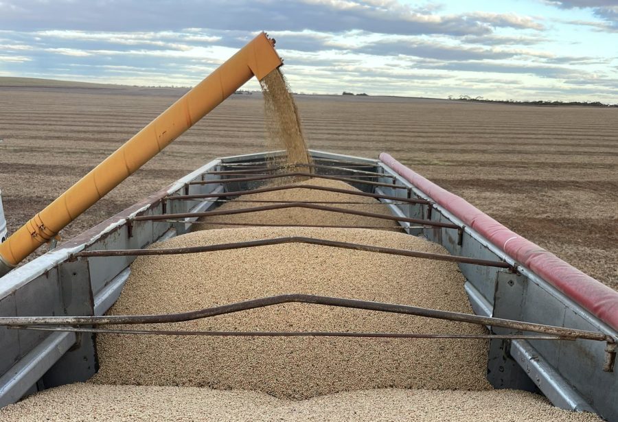 Pulse Update: Lentil harvest pressures prices