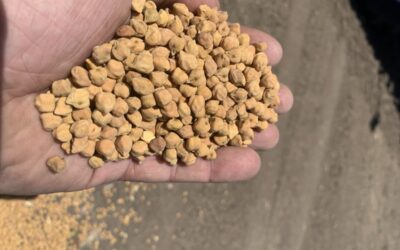 Gloomy chickpea market prompts rotation rethink