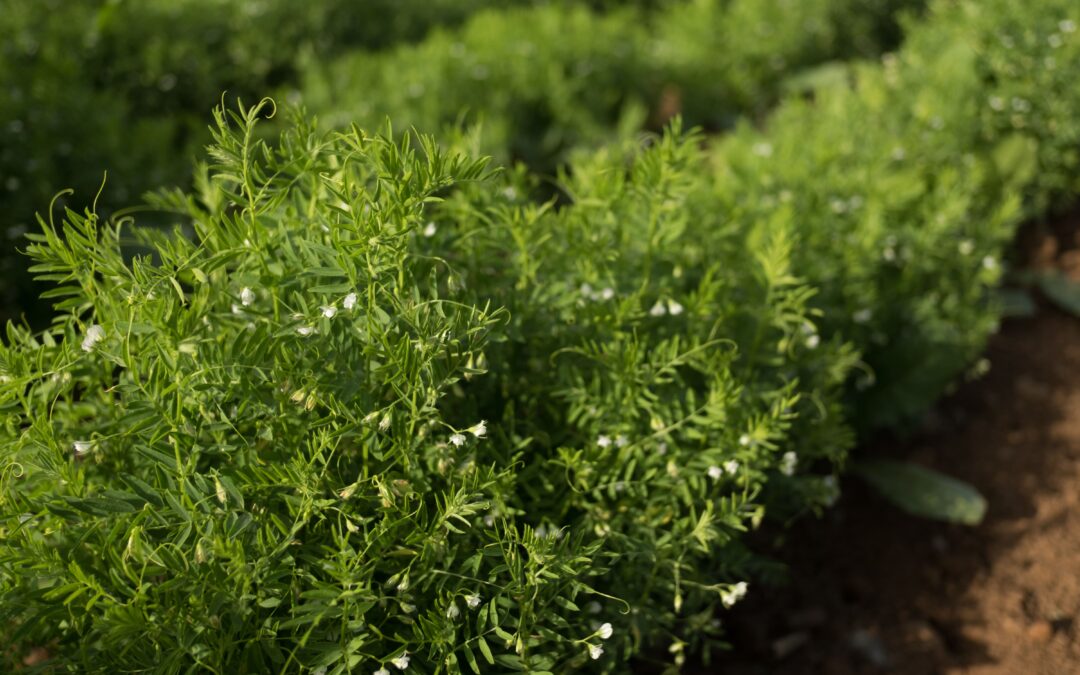 Pulse Update: Bulk lentils brighten market
