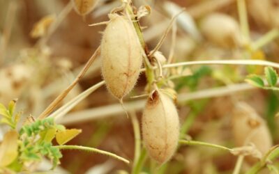 U.S. producers intend to grow fewer chickpeas