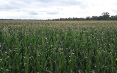 Sequía histórica: Salta eximirá del impuesto a la mera compra a la producción agrícola