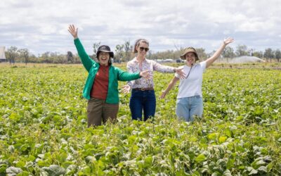 Field trial looks to boost yield stability of mungbeans