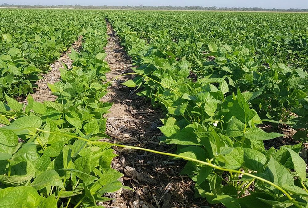 Argentine bean crop suffers amid fourth year of drought