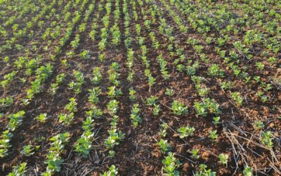 Pulse Update: Faba, lentil crops off to strong start