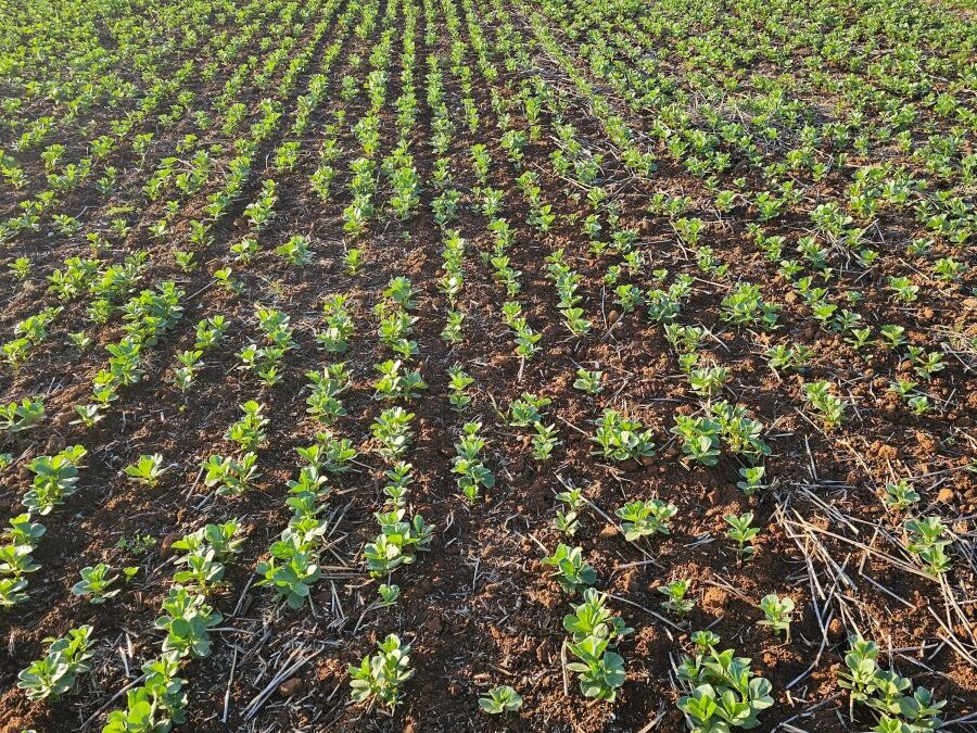 Pulse Update: Faba, lentil crops off to strong start