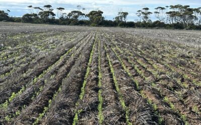 ABARES forecasts 32pc tumble in major pulses
