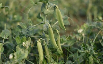 Russia to challenge Canada for pea export supremacy