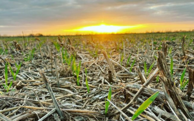 Brewers, bakers up call for Certified Sustainable grain