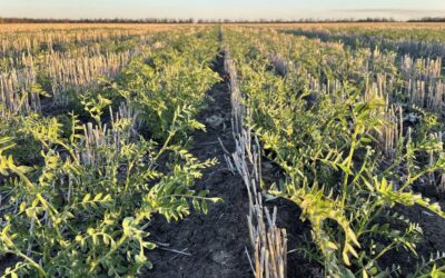 Australian chickpea exports surge in June, lentils drop