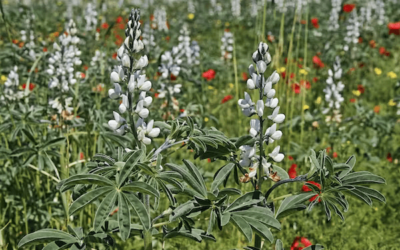 New study finds ‘sweetness gene’ that makes lupins tastier
