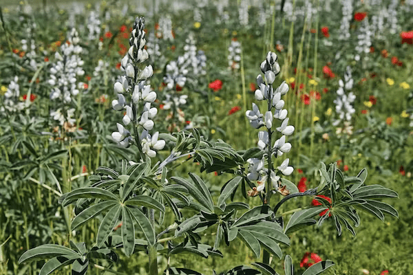 New study finds ‘sweetness gene’ that makes lupins tastier