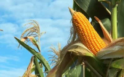 Produtores argentinos conhecem pesquisas de milho e feijão no Brasil