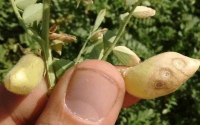 Fiscalizada la semilla, ¿se acabó la “rabia del garbanzo”?: el INASE busca frenar una enfermedad letal