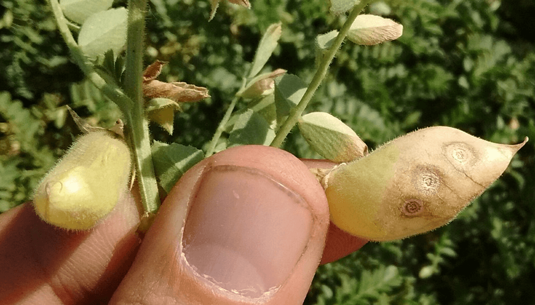 Fiscalizada la semilla, ¿se acabó la “rabia del garbanzo”?: el INASE busca frenar una enfermedad letal