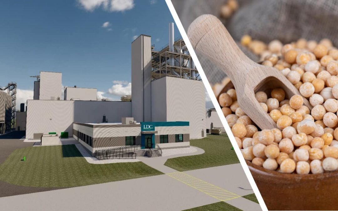 Louis Dreyfus to build pea protein facility in Canada