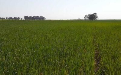 Córdoba. Por las lluvias de abril, aumenta la intención de siembra de trigo y garbanzo