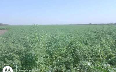 Garbanzo: por ahora hay buena expectativa de cosecha