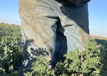 ABARES revises up chickpea forecast to 1.3Mt, lentils to 1.7Mt